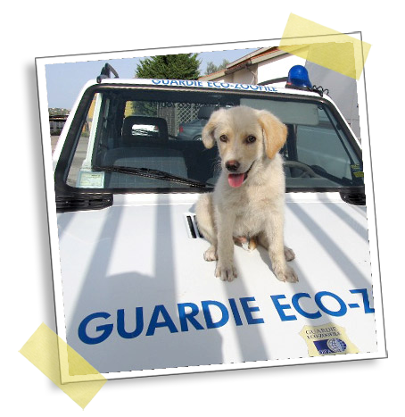 cane su auto di guardie zoofile