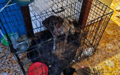 SEGREGATI E COSTRETTI A VIVERE NEL DEGRADO, CINQUE PITBULL E UN BRETON SEQUESTRATI DALLE GUARDIE ZOOFILE OIPA DI ALESSANDRIA. INDAGATO IL PROPRIETARIO