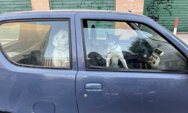 LE GUARDIE ZOOFILE OIPA DI PALERMO SEQUESTRANO DUE CANI CHIUSI DENTRO UN’AUTOMOBILE. INDAGATO IL DETENTORE