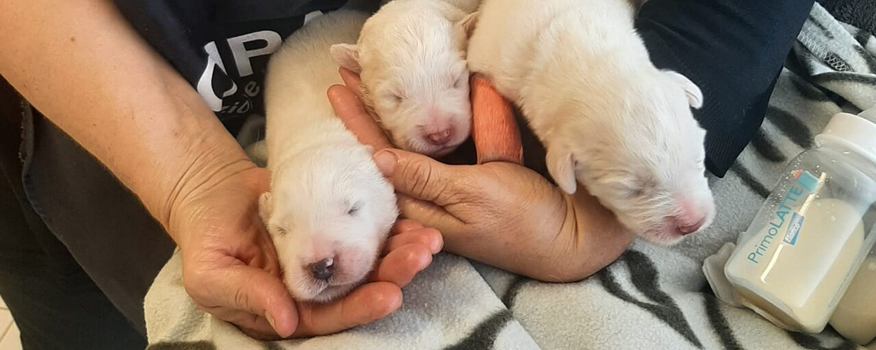 LE GUARDIE ZOOFILE OIPA DI LUCCA SALVANO UNA CAGNOLINA INSIEME AI SUOI PICCOLI. AIUTA CON UN’OFFERTA O CON L’ADOZIONE DELLA MAMMINA