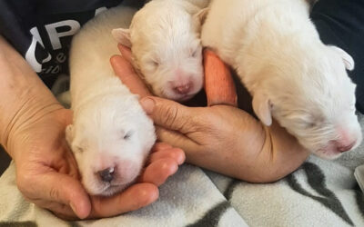 LE GUARDIE ZOOFILE OIPA DI LUCCA SALVANO UNA CAGNOLINA INSIEME AI SUOI PICCOLI. AIUTA CON UN’OFFERTA O CON L’ADOZIONE DELLA MAMMINA