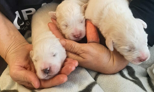 LE GUARDIE ZOOFILE OIPA DI LUCCA SALVANO UNA CAGNOLINA INSIEME AI SUOI PICCOLI. AIUTA CON UN’OFFERTA O CON L’ADOZIONE DELLA MAMMINA