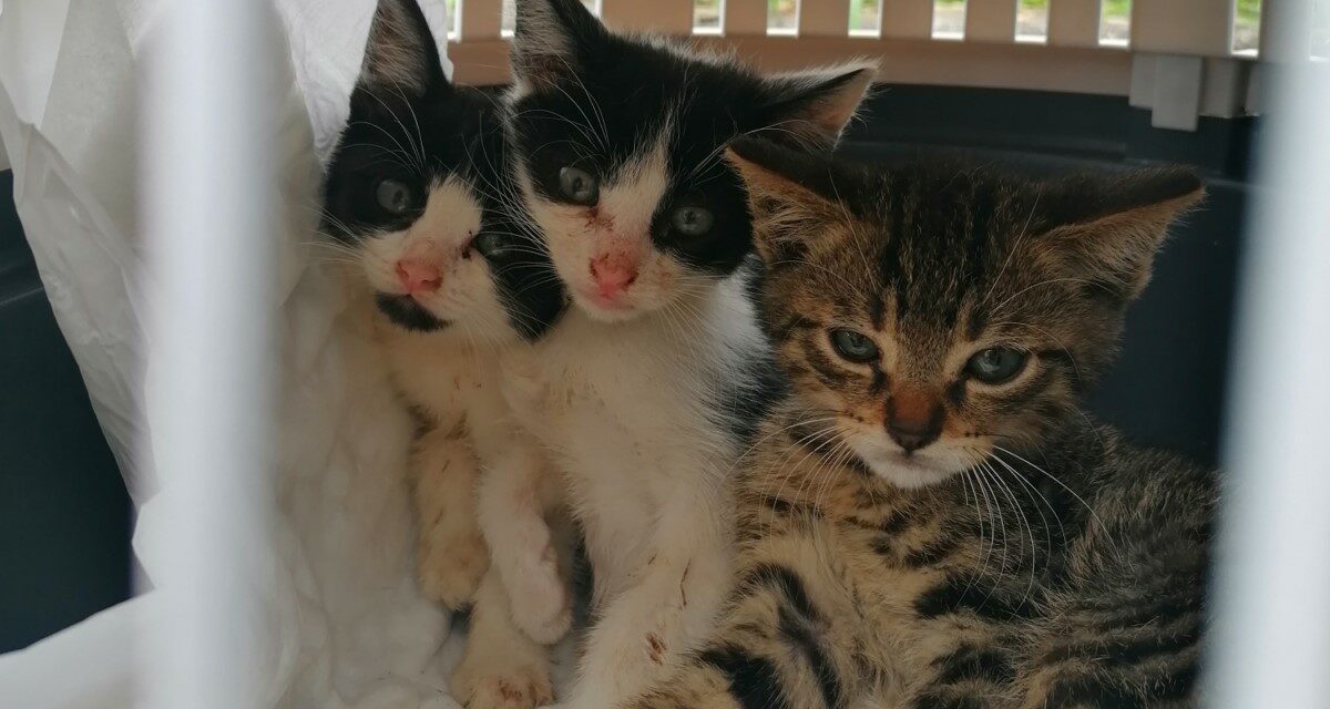 LE GUARDIE ZOOFILE OIPA DI PADOVA SEQUESTRANO DUE CANI ANZIANI E SETTE GATTINI CHIUSI DENTRO UN GARAGE IN PICCOLE GABBIE. OFFRI AIUTO PER LE CURE DEI MICINI