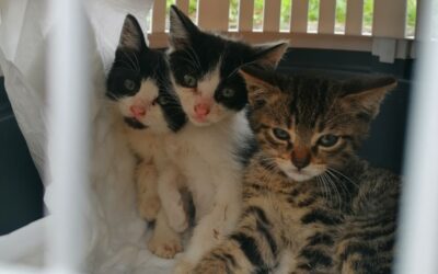 LE GUARDIE ZOOFILE OIPA DI PADOVA SEQUESTRANO DUE CANI ANZIANI E SETTE GATTINI CHIUSI DENTRO UN GARAGE IN PICCOLE GABBIE. OFFRI AIUTO PER LE CURE DEI MICINI