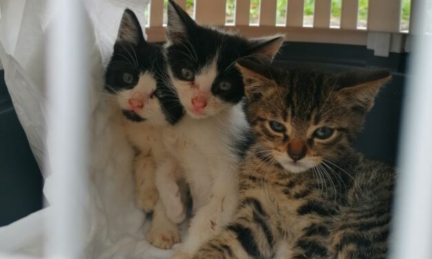 LE GUARDIE ZOOFILE OIPA DI PADOVA SEQUESTRANO DUE CANI ANZIANI E SETTE GATTINI CHIUSI DENTRO UN GARAGE IN PICCOLE GABBIE. OFFRI AIUTO PER LE CURE DEI MICINI