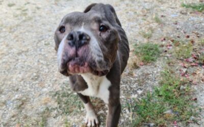 PELLE E OSSA, ERA RINCHIUSA DA MESI IN UNA CASA DISABITATA: LE GUARDIE ZOOFILE OIPA DI LODI SALVANO TARTA, ANZIANA FEMMINA DI AMERICAN BULLY