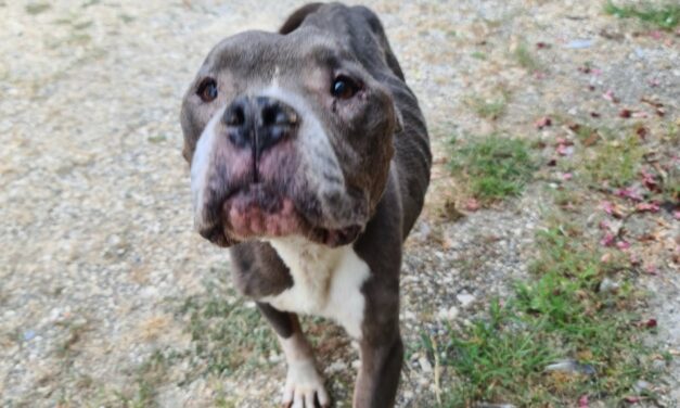 PELLE E OSSA, ERA RINCHIUSA DA MESI IN UNA CASA DISABITATA: LE GUARDIE ZOOFILE OIPA DI LODI SALVANO TARTA, ANZIANA FEMMINA DI AMERICAN BULLY