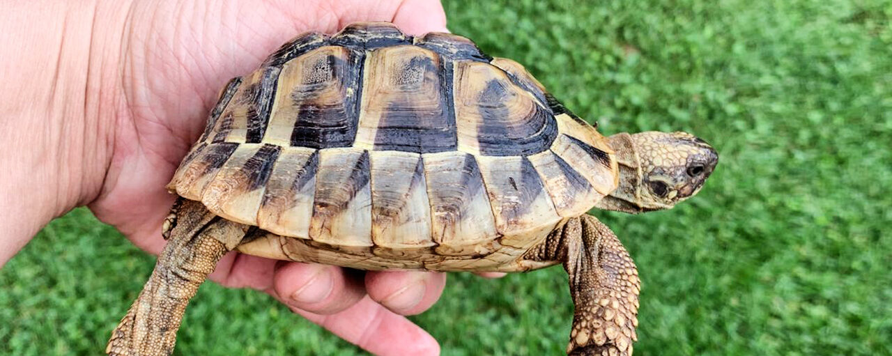 LE GUARDIE ZOOFILE DI BRESCIA SALVANO DALL’ABBANDONO 28 TARTARUGHE TERRESTRI, SPECIE PARTICOLARMENTE PROTETTA A RISCHIO DI ESTINZIONE