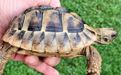 LE GUARDIE ZOOFILE DI BRESCIA SALVANO DALL’ABBANDONO 28 TARTARUGHE TERRESTRI, SPECIE PARTICOLARMENTE PROTETTA A RISCHIO DI ESTINZIONE