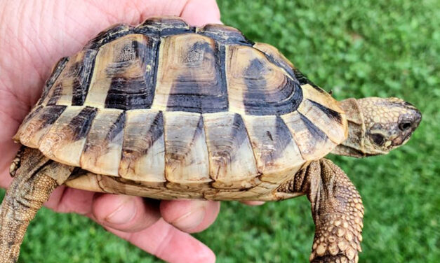 LE GUARDIE ZOOFILE DI BRESCIA SALVANO DALL’ABBANDONO 28 TARTARUGHE TERRESTRI, SPECIE PARTICOLARMENTE PROTETTA A RISCHIO DI ESTINZIONE