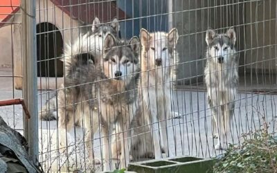 50 CANI DI RAZZA E CUCCIOLI MALATI E DENUTRITI: SCOPERTO DALLE GUARDIE ZOOFILE OIPA UN ALLEVAMENTO ABUSIVO NELLA BASSA PARMENSE. ORA PER TUTTI SI CERCA UNA FAMIGLIA