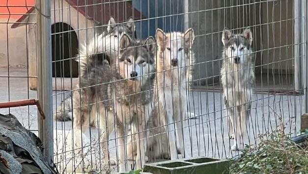 50 CANI DI RAZZA E CUCCIOLI MALATI E DENUTRITI: SCOPERTO DALLE GUARDIE ZOOFILE OIPA UN ALLEVAMENTO ABUSIVO NELLA BASSA PARMENSE. ORA PER TUTTI SI CERCA UNA FAMIGLIA