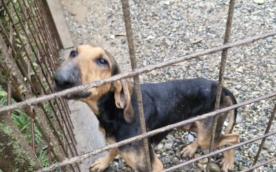 MAXISEQUESTRO DELLE GUARDIE ZOOFILE OIPA DI ALESSANDRIA: PORTATI IN SALVO OTTO CANI, DUE GATTI, UN CAVALLO, UNA CAPRA E TRENTA VOLATILI MALNUTRITI E TRASCURATI. INDAGATI I PROPRIETARI