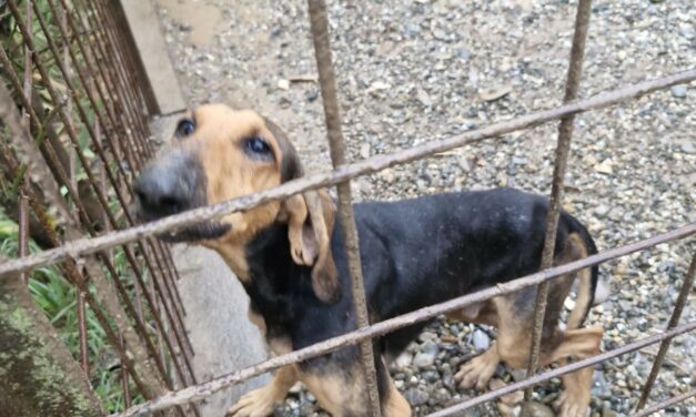 MAXISEQUESTRO DELLE GUARDIE ZOOFILE OIPA DI ALESSANDRIA: PORTATI IN SALVO OTTO CANI, DUE GATTI, UN CAVALLO, UNA CAPRA E TRENTA VOLATILI MALNUTRITI E TRASCURATI. INDAGATI I PROPRIETARI