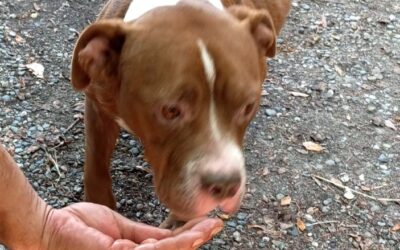 VIVEVANO IN UNA CASA DISABITATA SOMMERSI DA FECI E URINA: SEQUESTRATI DUE CANI DALLE GUARDIE ZOOFILE OIPA DI ALESSANDRIA. INDAGATO IL PROPRIETARIO