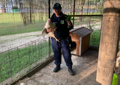 guardia zoofila oipa con gallina salvata