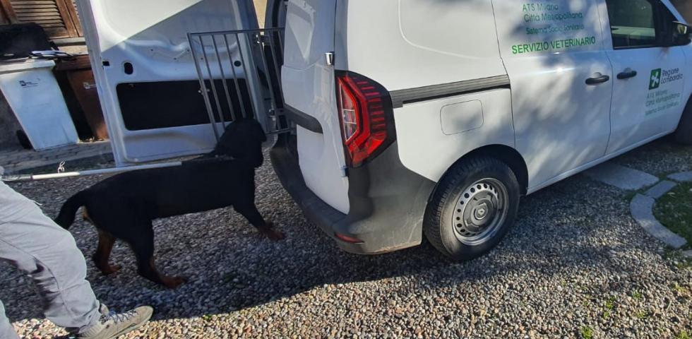 Rottweiler salvato dalle Guardie Oipa di Milano: viveva in una stanza sporca, ora sogna una famiglia