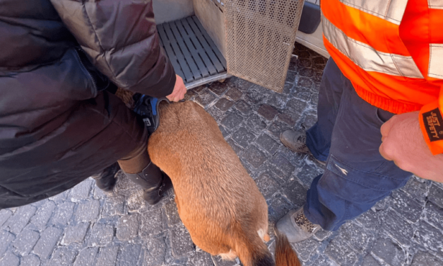 Napoli: l’intervento delle Guardie Zoofile dell’OIPA salva un senzatetto e la sua cagnolina