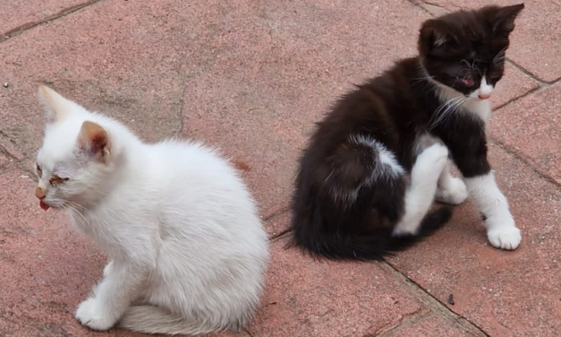 Modena, gattini trascurati e malati in un’azienda agricola: tratti in salvo dalle Guardie zoofile dell’OIPA. Scatta il maltrattamento con confisca