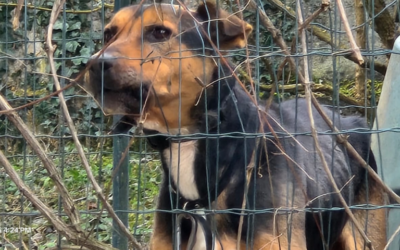 Rosta (TO): viveva attaccato a una catena il cane sequestrato dalle Guardie Zoofile dell’OIPA. Denunciato il proprietario