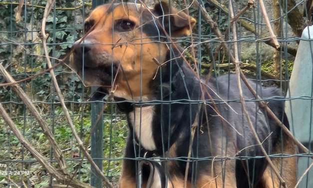 Rosta (TO): viveva attaccato a una catena il cane sequestrato dalle Guardie Zoofile dell’OIPA. Denunciato il proprietario