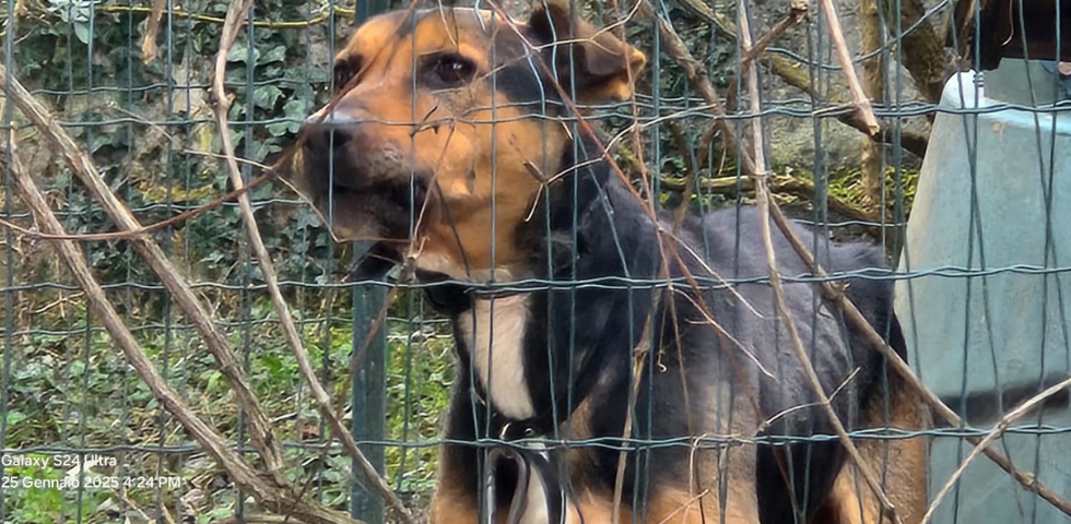 Rosta (TO): viveva attaccato a una catena il cane sequestrato dalle Guardie Zoofile dell’OIPA. Denunciato il proprietario