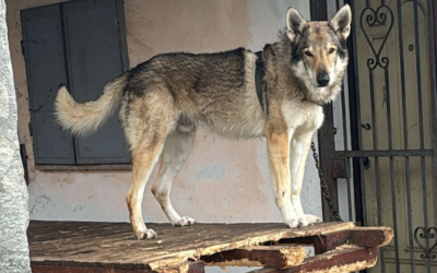 Alessandria: cane lupo legato alla catena, costretto a vivere su un tavolo. Sequestrato