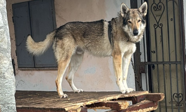 Alessandria: cane lupo legato alla catena, costretto a vivere su un tavolo. Sequestrato