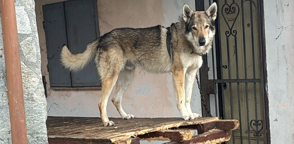 Alessandria: cane lupo legato alla catena, costretto a vivere su un tavolo. Sequestrato