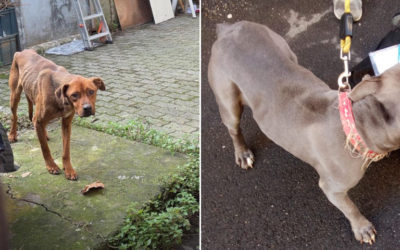 Alessandria: abbandonati a se stessi, due cani sono stati salvati dalle Guardie Zoofile di Alessandria. Denunciato il proprietario