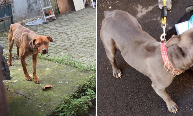 Alessandria: abbandonati a se stessi, due cani sono stati salvati dalle Guardie Zoofile di Alessandria. Denunciato il proprietario