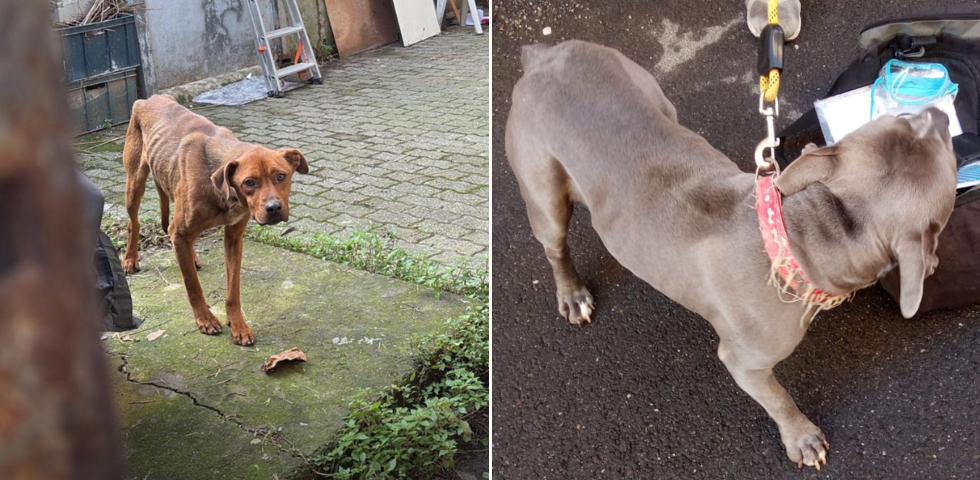 Alessandria: abbandonati a se stessi, due cani sono stati salvati dalle Guardie Zoofile di Alessandria. Denunciato il proprietario