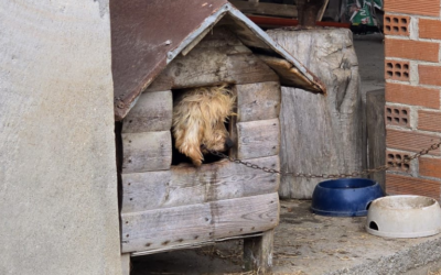 Malata di tumore, viveva attaccata a una catena: diamo una nuova vita a questa docile cagnolina