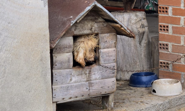 Malata di tumore, viveva attaccata a una catena: diamo una nuova vita a questa docile cagnolina