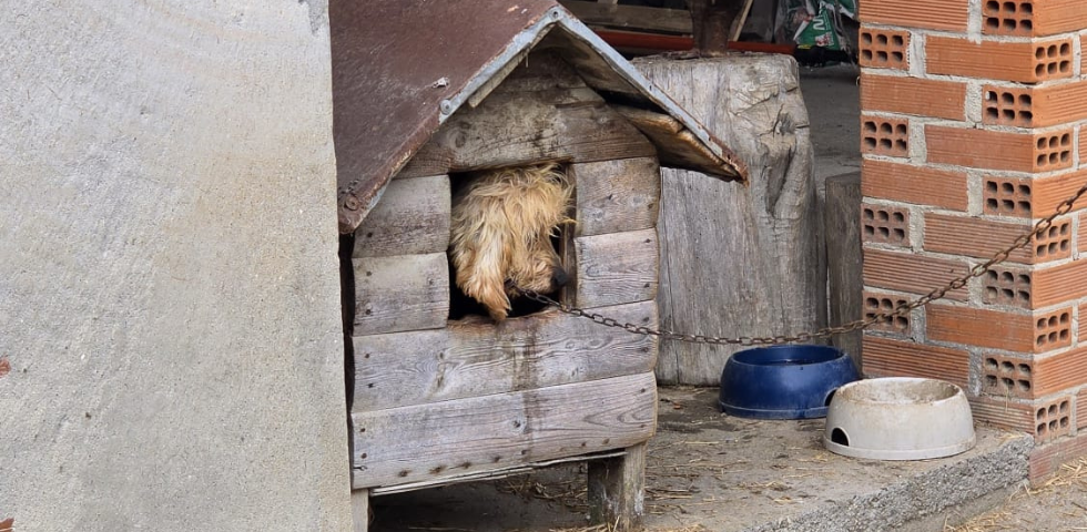 Malata di tumore, viveva attaccata a una catena: diamo una nuova vita a questa docile cagnolina